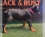 Small Photo #5 Doberman Pinscher Puppy For Sale in CAVE CITY, KY, USA