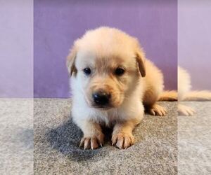 German Shepherd Dog-Golden Retriever Mix Puppy for sale in MODESTO, CA, USA