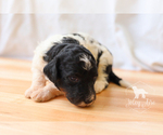 Small Photo #2 Bernedoodle Puppy For Sale in CARLOCK, IL, USA
