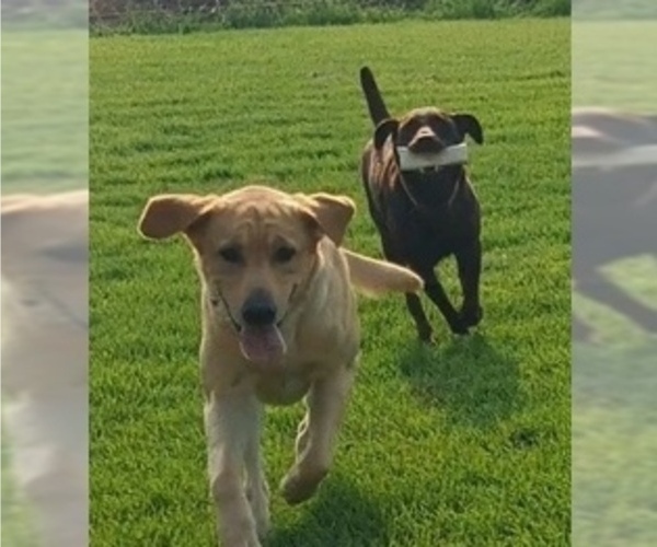 Medium Photo #4 Labrador Retriever Puppy For Sale in TERREBONNE, OR, USA