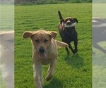 Small #3 Labrador Retriever