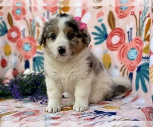 Collie-Pembroke Welsh Corgi Mix Puppy for sale in LANCASTER, PA, USA