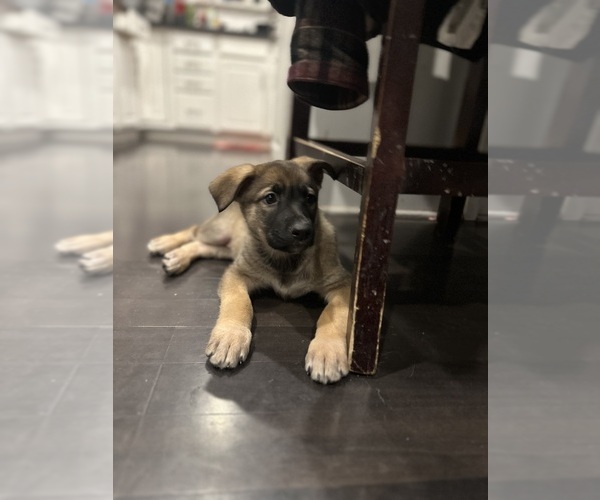 Medium Photo #4 German Shepherd Dog Puppy For Sale in BURTON CITY, OH, USA