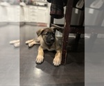 Small #3 German Shepherd Dog