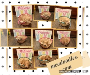 Medium Goldendoodle-Poodle (Standard) Mix