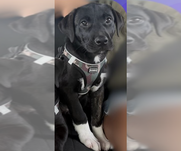 Medium Photo #3 Labrador Retriever-Staffordshire Bull Terrier Mix Puppy For Sale in Holly Springs, NC, USA