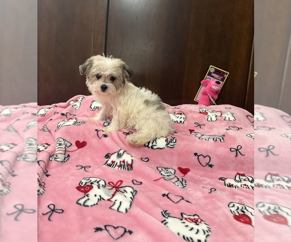 Medium Photo #1 Morkie Puppy For Sale in BENSON, NC, USA