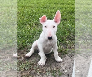 Miniature Bull Terrier Puppy for sale in RUSKIN, FL, USA