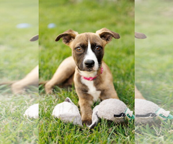 Medium Photo #1 American Staffordshire Terrier-Unknown Mix Puppy For Sale in McKinney, TX, USA