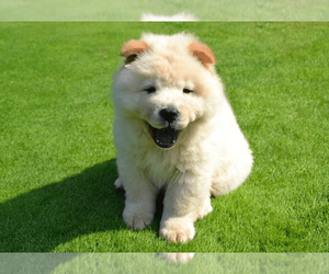 Chow Chow Puppy for sale in CUDAHY, CA, USA