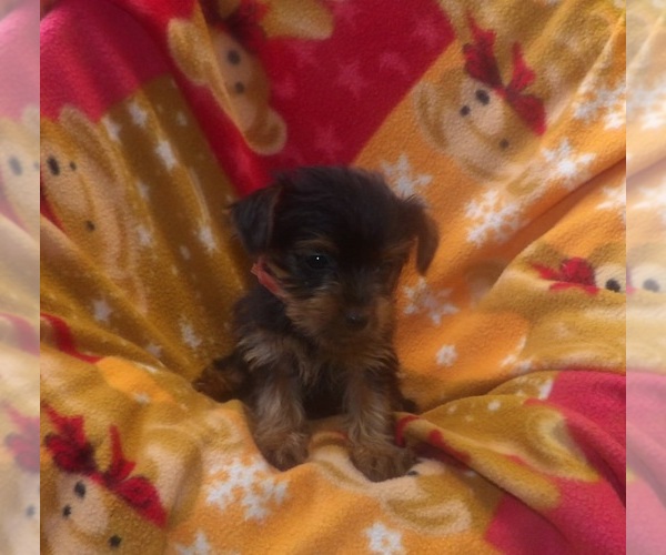 Medium Photo #3 Yorkshire Terrier Puppy For Sale in PATERSON, NJ, USA