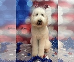 Small Photo #1 Goldendoodle Puppy For Sale in CLEVELAND, TN, USA
