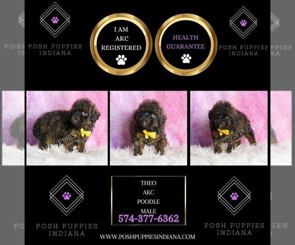 Medium Photo #2 Poodle (Toy) Puppy For Sale in WARSAW, IN, USA