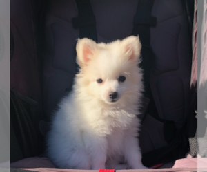 Pomeranian Puppy for sale in SAN CLEMENTE, CA, USA