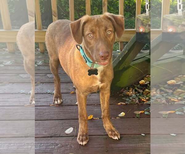 Medium Photo #3 Mutt Puppy For Sale in Mount Laurel, NJ, USA