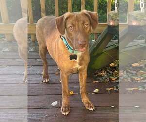 Stevie - Female Mutt Dog for Adoption - Photo #3