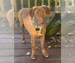 Small Photo #3 Mutt Puppy For Sale in Mount Laurel, NJ, USA