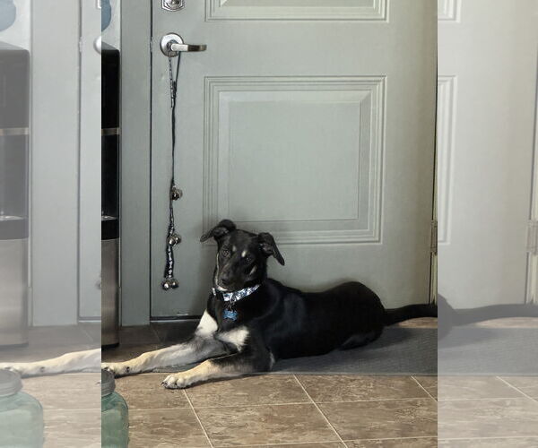 Medium Photo #5 German Shepherd Dog-Unknown Mix Puppy For Sale in Sandy, UT, USA