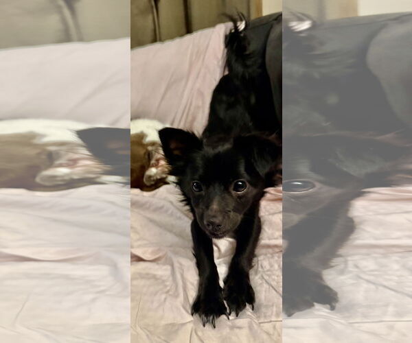 Medium Photo #2 Chihuahua-Unknown Mix Puppy For Sale in St. Louis Park, MN, USA