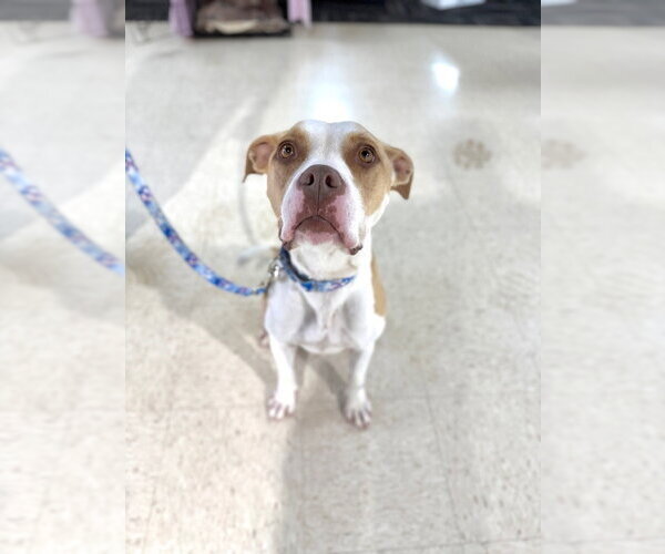 Medium Photo #7 American Staffordshire Terrier Puppy For Sale in Pierceton , IN, USA