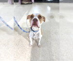 Small #6 American Staffordshire Terrier