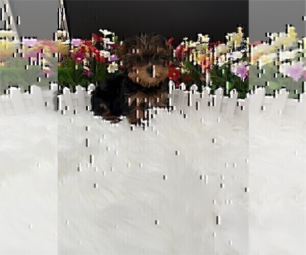 Medium Photo #19 Morkie Puppy For Sale in ORLANDO, FL, USA