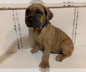 Cane Corso Puppy for sale in ELGIN, OK, USA