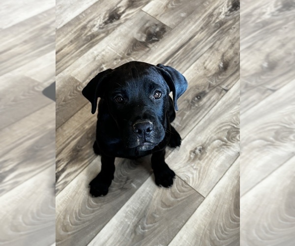 Medium Photo #49 Rotticorso Puppy For Sale in REEVESVILLE, SC, USA