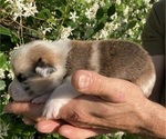 Small Photo #10 American Corgi Puppy For Sale in BRANDON, FL, USA