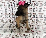 Small Photo #5 Belgian Malinois Puppy For Sale in LANCASTER, PA, USA