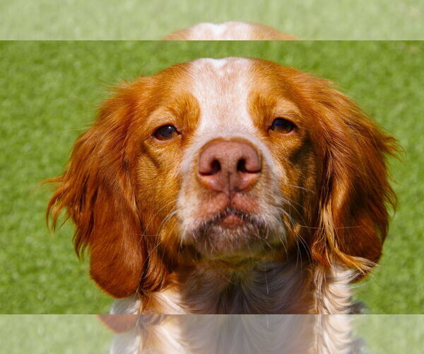 Medium Photo #7 Brittany Puppy For Sale in Curwensville, PA, USA