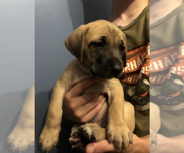 Medium Photo #3 Black Mouth Cur Puppy For Sale in AUBURN, NY, USA