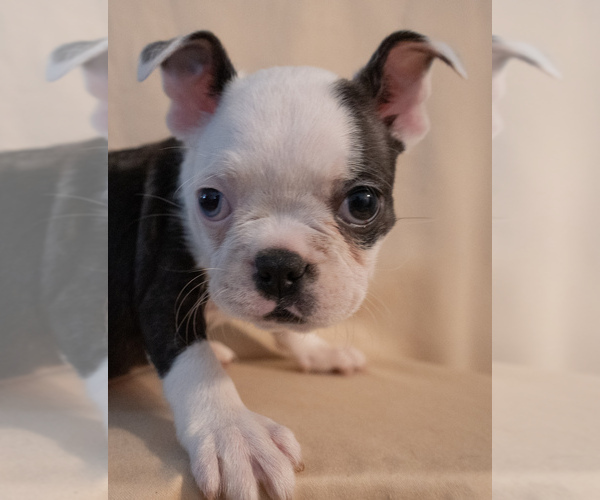 Medium Photo #6 Boston Terrier Puppy For Sale in FRESNO, CA, USA