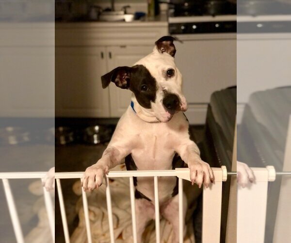 Medium Photo #6 American Pit Bull Terrier-Unknown Mix Puppy For Sale in Brooklyn, NY, USA