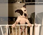 Small #5 American Pit Bull Terrier Mix