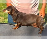 Small #1 Dachshund