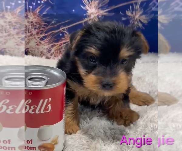 Medium Photo #4 Yorkshire Terrier Puppy For Sale in AZLE, TX, USA