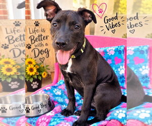 American Pit Bull Terrier-Unknown Mix Dogs for adoption in Germantown, OH, USA