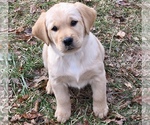 Small Photo #3 Golden Labrador Puppy For Sale in FRONT ROYAL, VA, USA