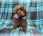 Bentley - Male ShihPoo Puppy for Sale - Photo #4