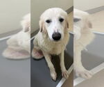 Small #9 Great Pyrenees Mix