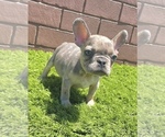Small Photo #75 French Bulldog Puppy For Sale in BATON ROUGE, LA, USA