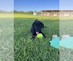 Image preview for Ad Listing. Nickname: Gus