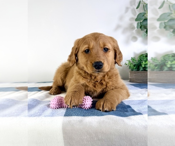 Medium Photo #3 Golden Retriever Puppy For Sale in GREENFIELD, IN, USA