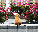 Small Photo #9 Cavapoo Puppy For Sale in WARSAW, IN, USA