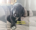 Small Photo #2 Australian Retriever Puppy For Sale in DAYTON, OH, USA