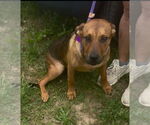 Small #1 Rottweiler Mix