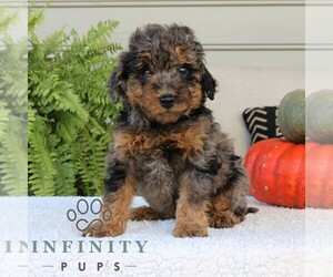 Golden Mountain Doodle Puppy for sale in NARVON, PA, USA
