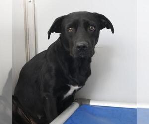 Labrador Retriever-Unknown Mix Dogs for adoption in San Antonio, TX, USA
