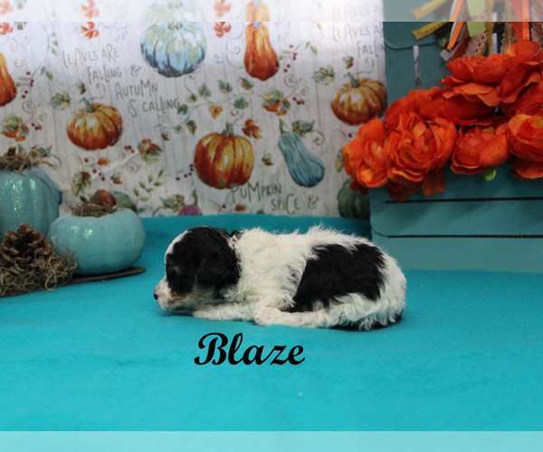 Medium Photo #5 Poodle (Toy) Puppy For Sale in CHANUTE, KS, USA